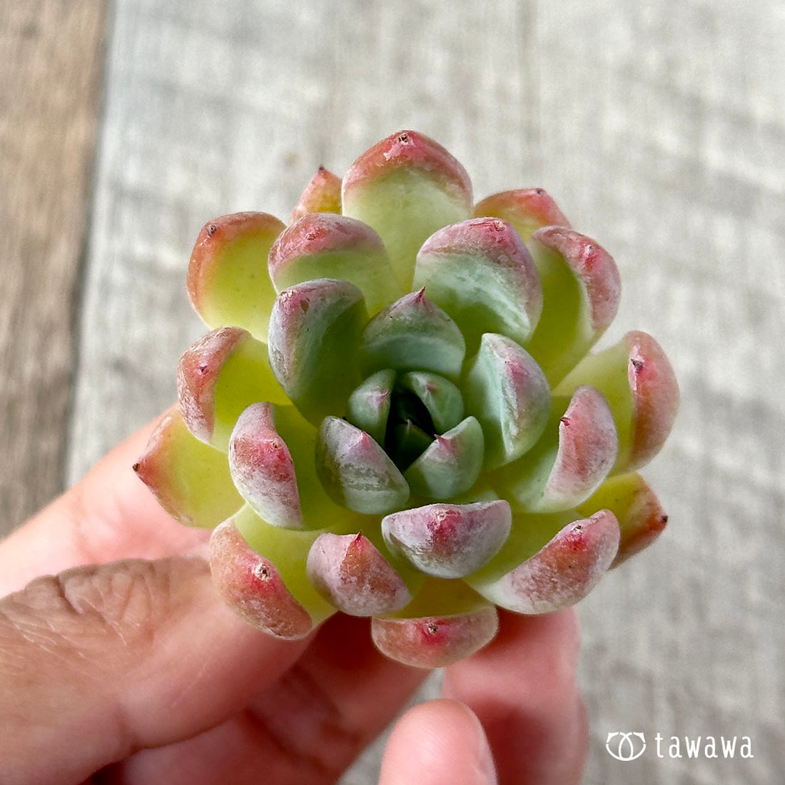 New Arrivals: Ice Green