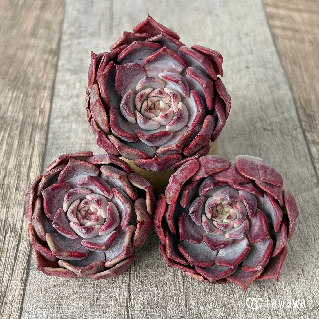 レッドスティッチ(チャンヒー農園苗)