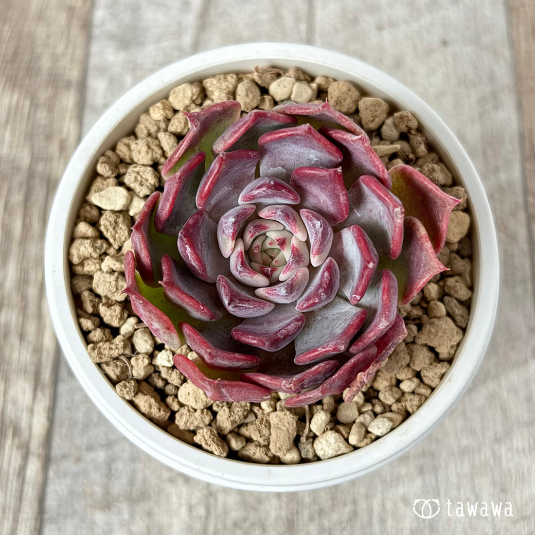 レッドスティッチ(チャンヒー農園苗)