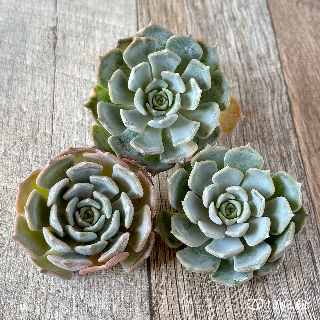 リラシナhyb(チャンヒー農園苗)