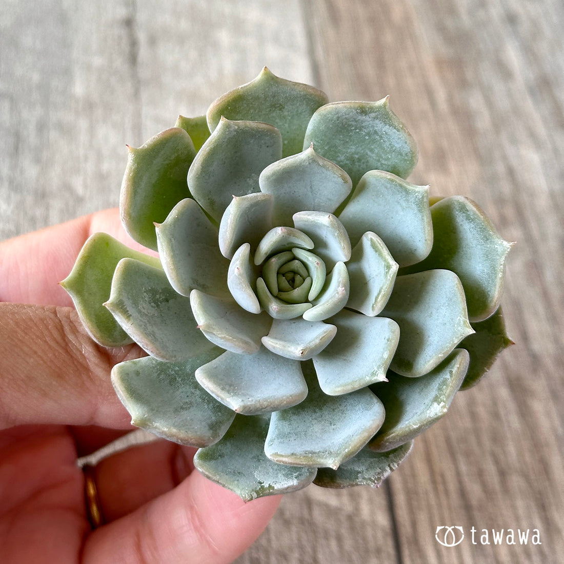 リラシナhyb(チャンヒー農園苗)