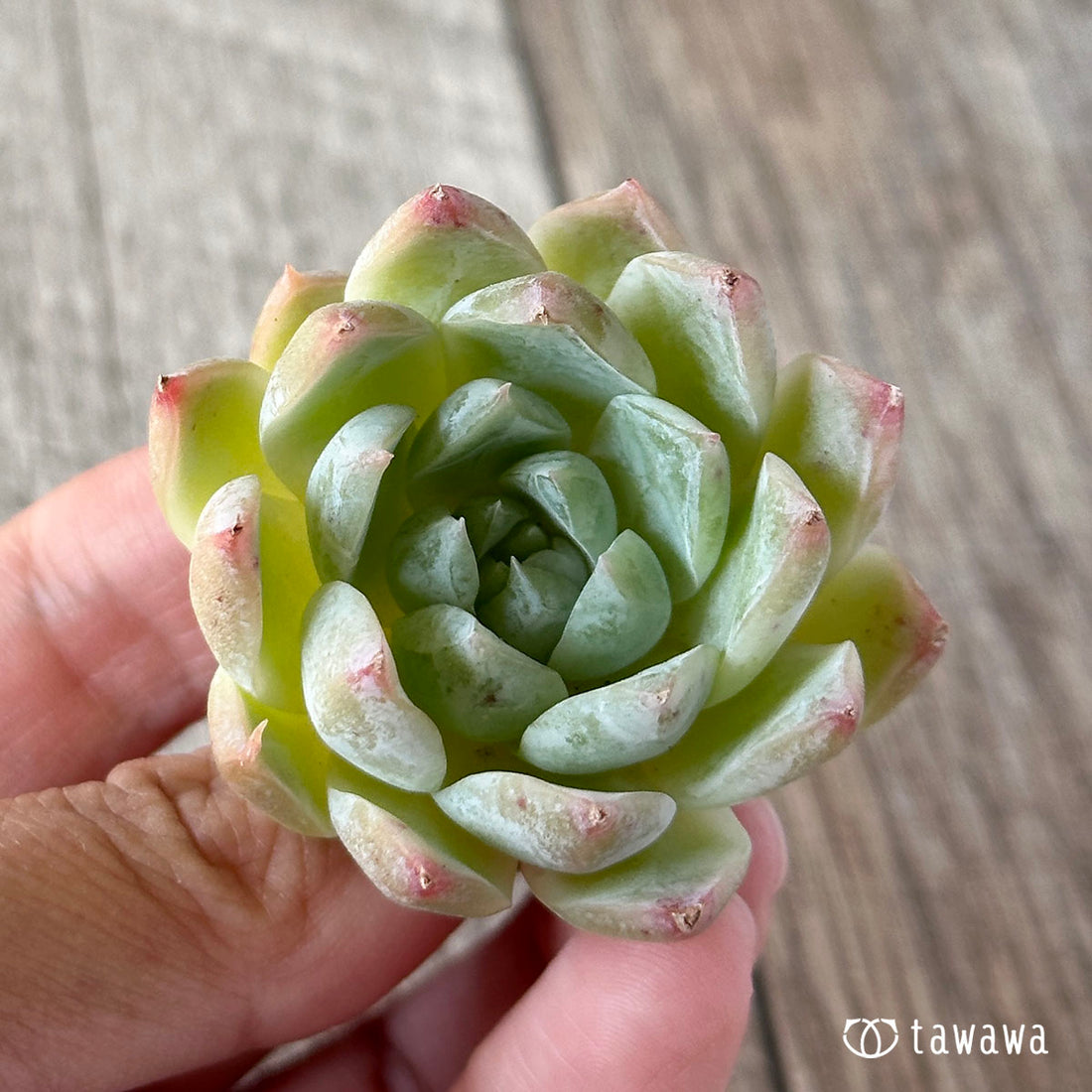 New Arrivals: Ice Green