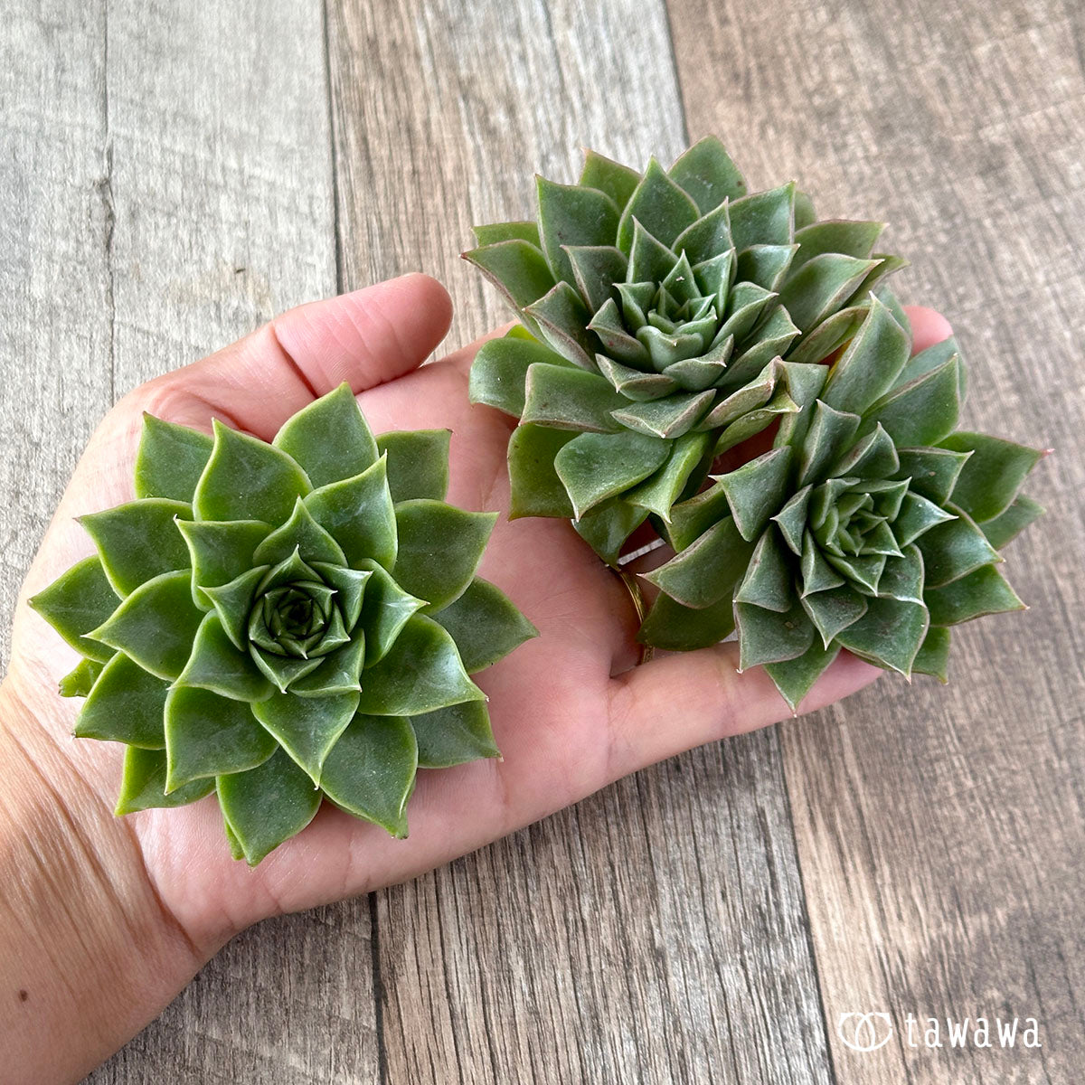 New Arrivals: Ice Green