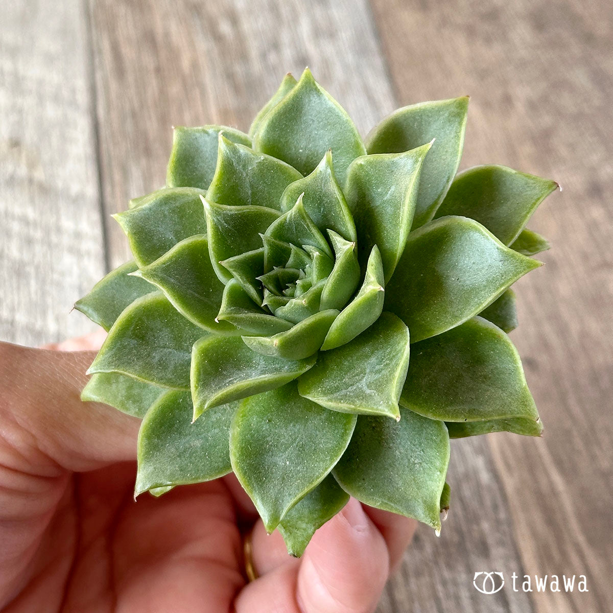 New Arrivals: Ice Green