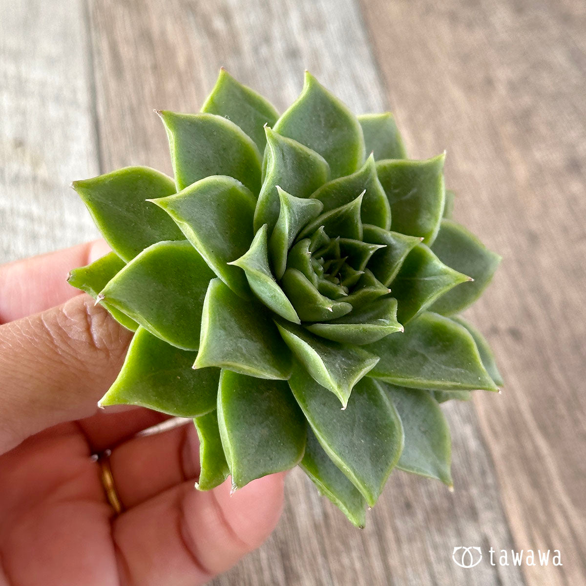 New Arrivals: Ice Green