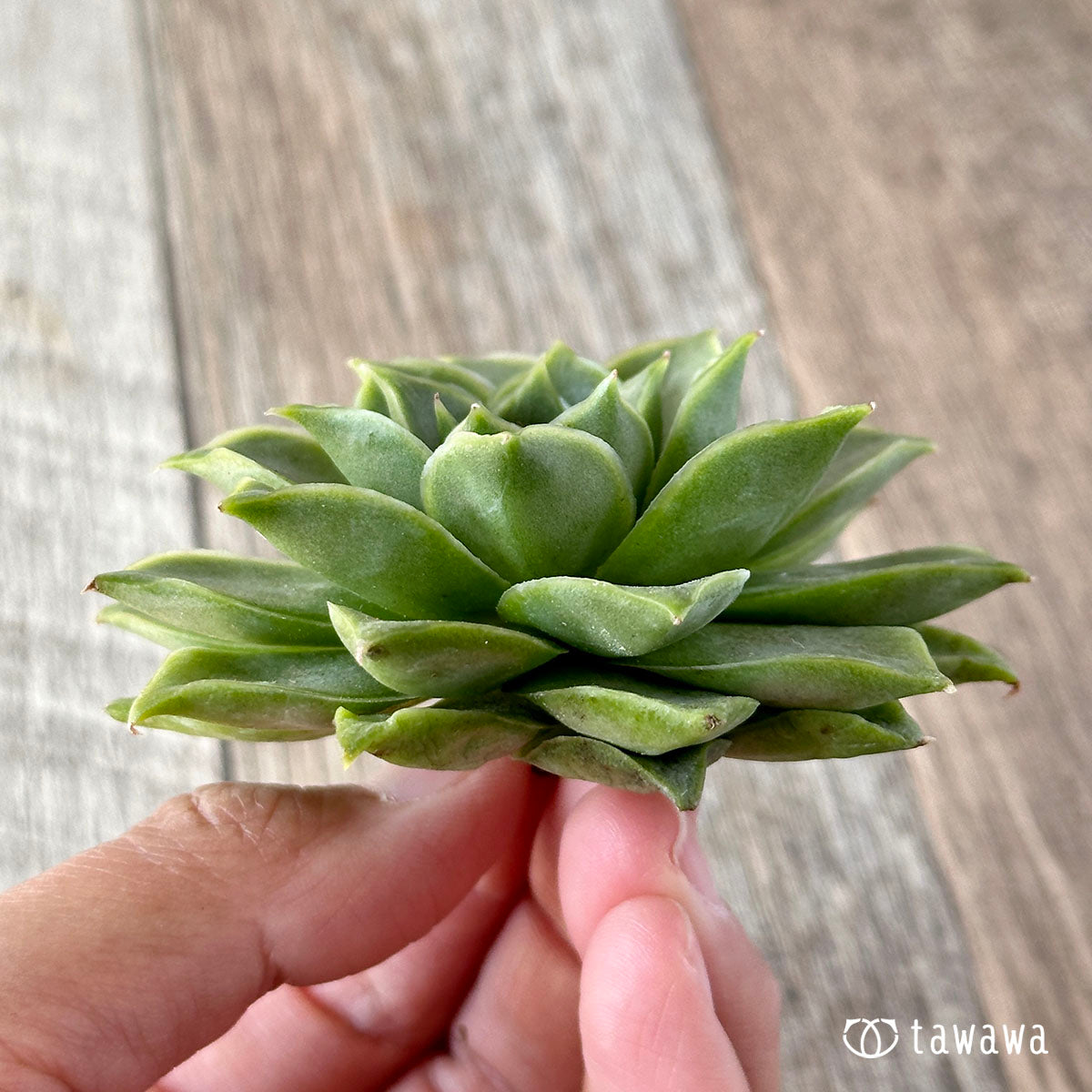 New Arrivals: Ice Green