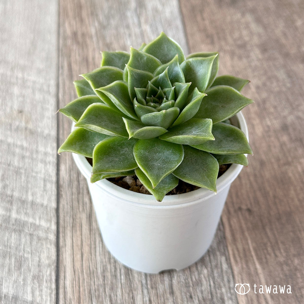 New Arrivals: Ice Green