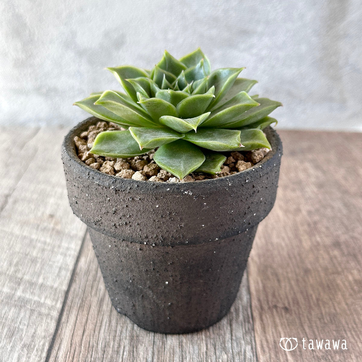 New Arrivals: Ice Green