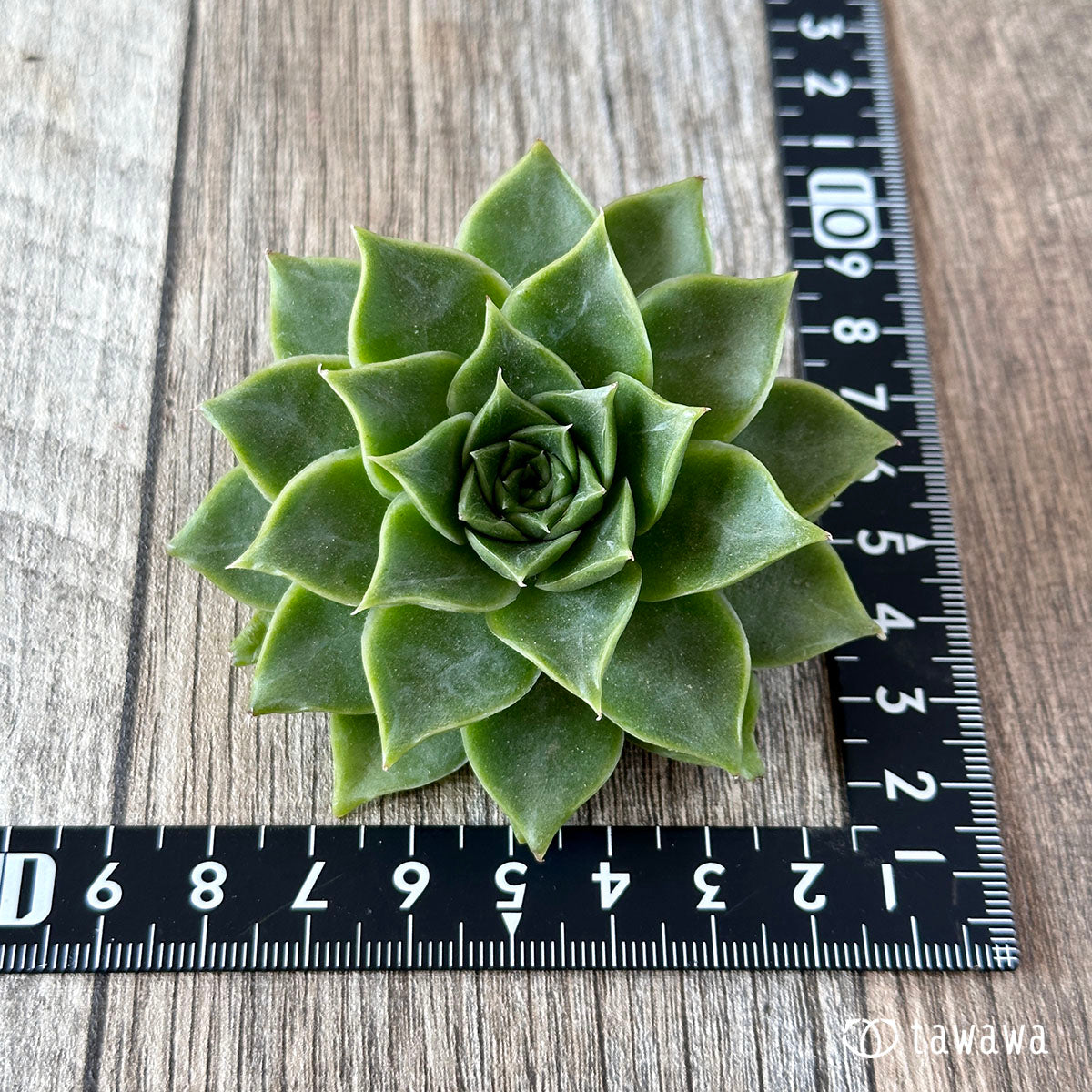New Arrivals: Ice Green