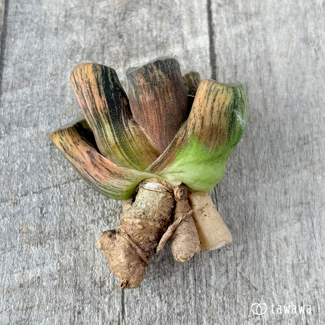 ハイエンド①(チャンヒー農園苗)