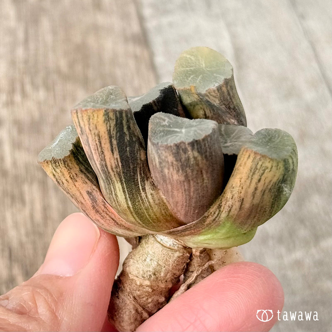 ハイエンド①(チャンヒー農園苗)