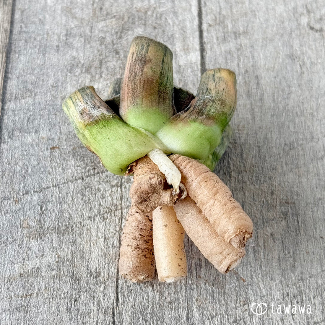 ハイエンド②(チャンヒー農園苗)