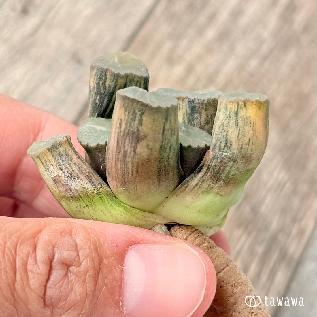 ハイエンド②(チャンヒー農園苗)