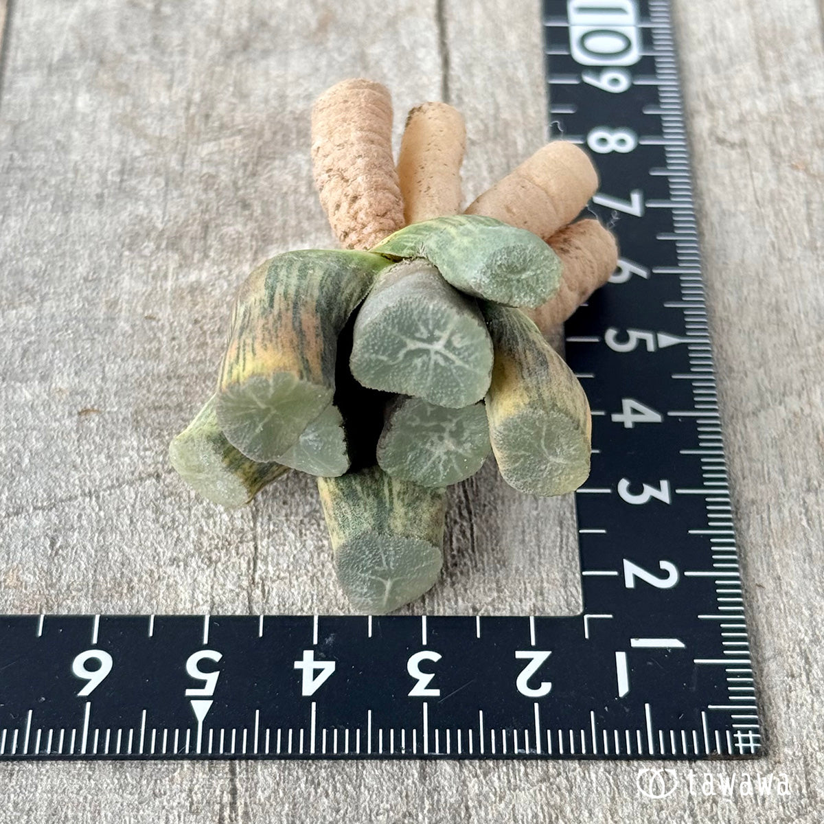 New Arrivals: Ice Green