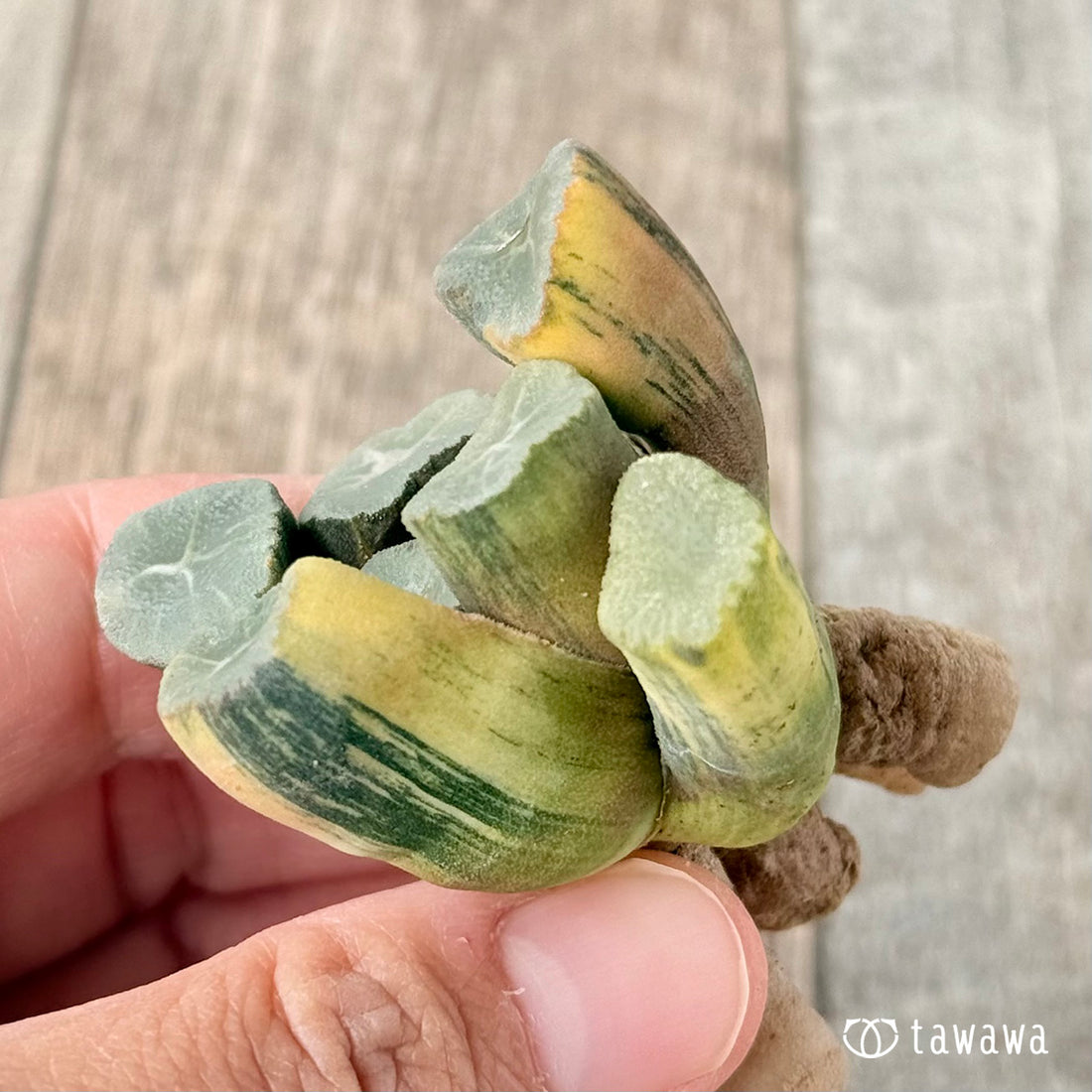 ハイエンド③(チャンヒー農園苗)