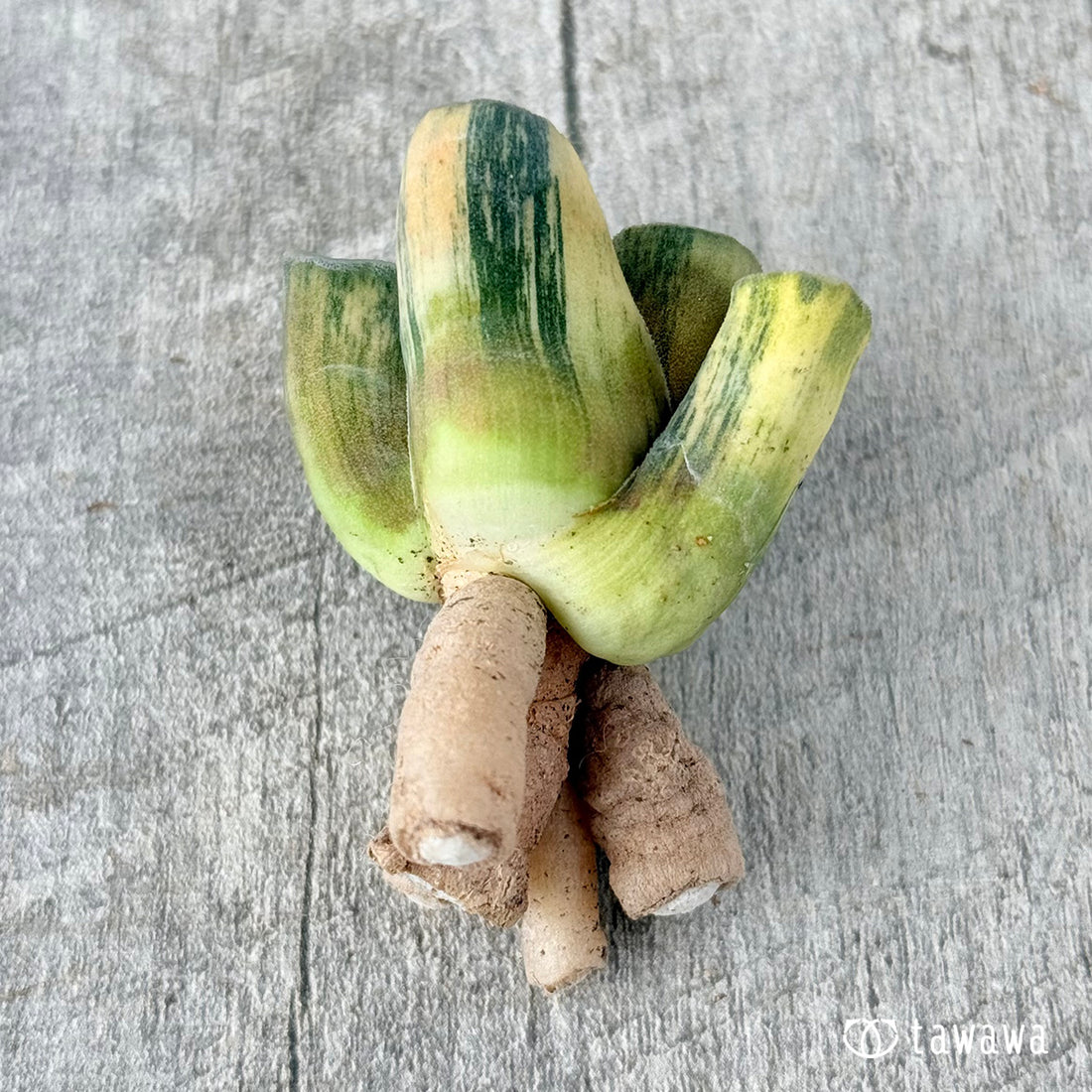 ハイエンド③(チャンヒー農園苗)