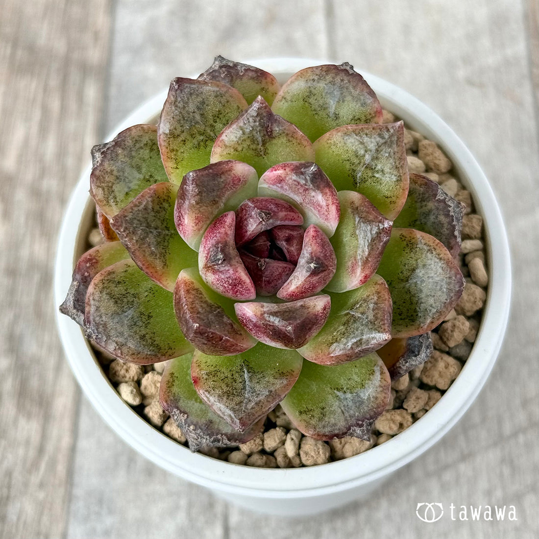 New Arrivals: Ice Green