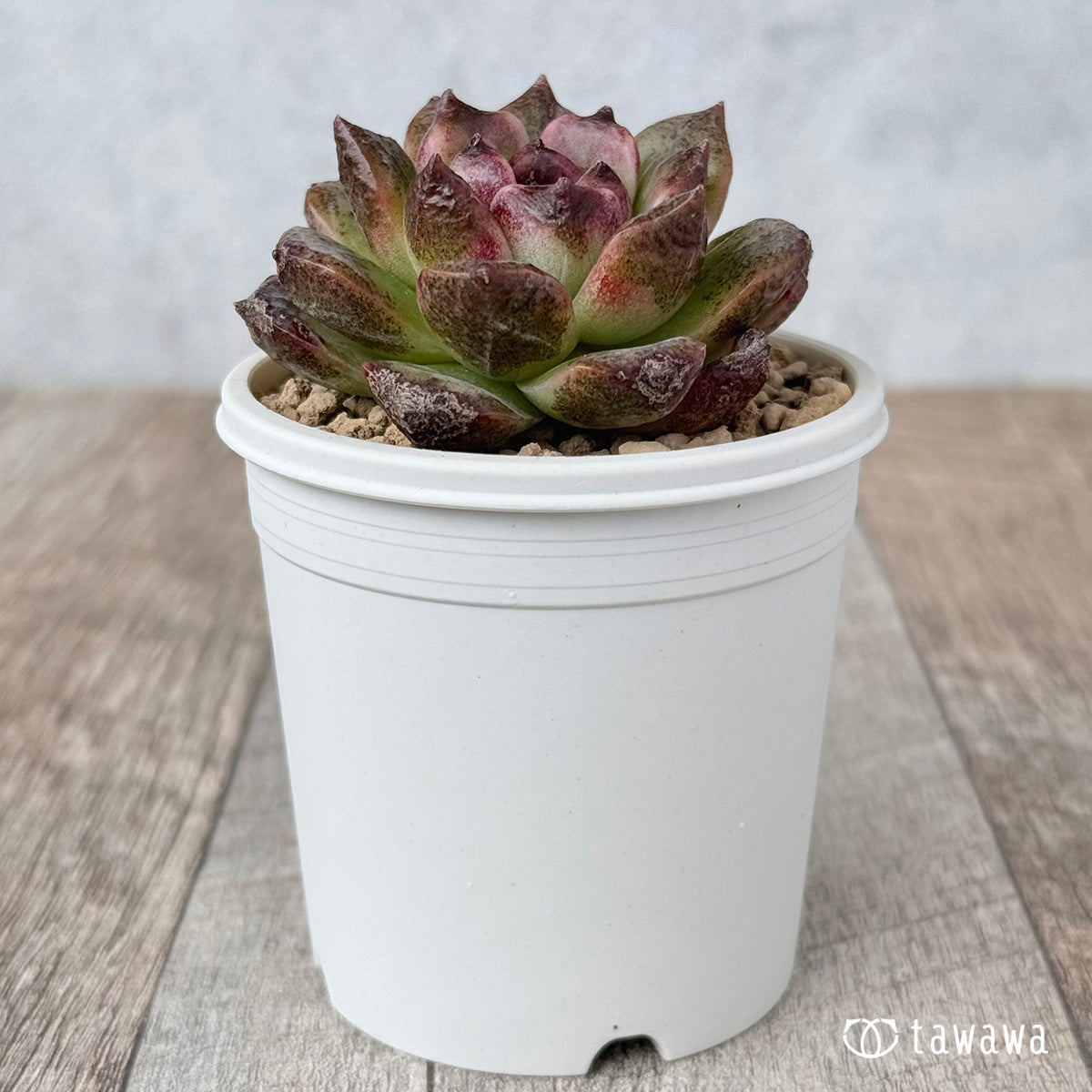 New Arrivals: Ice Green