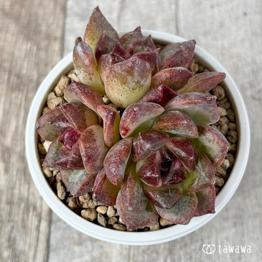 New Arrivals: Ice Green