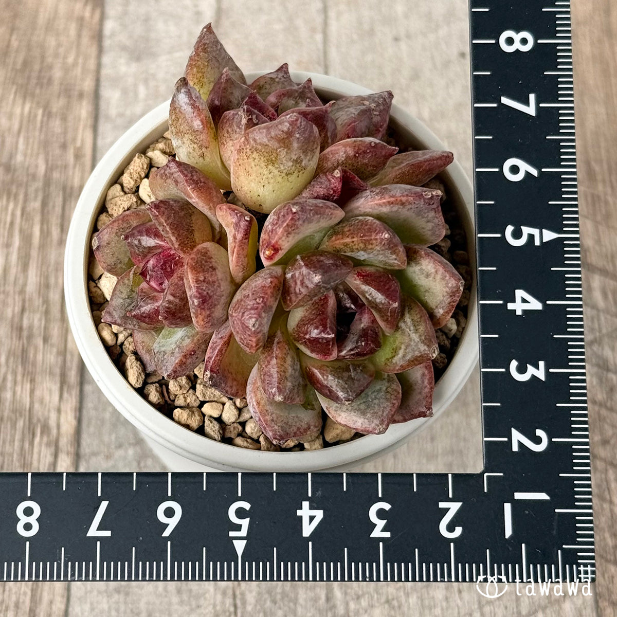 New Arrivals: Ice Green