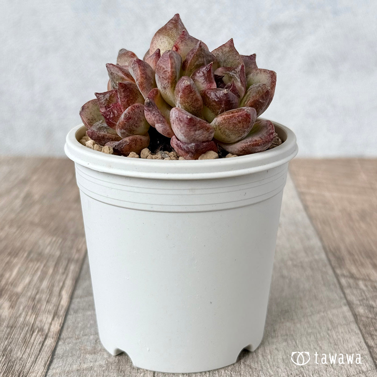 New Arrivals: Ice Green