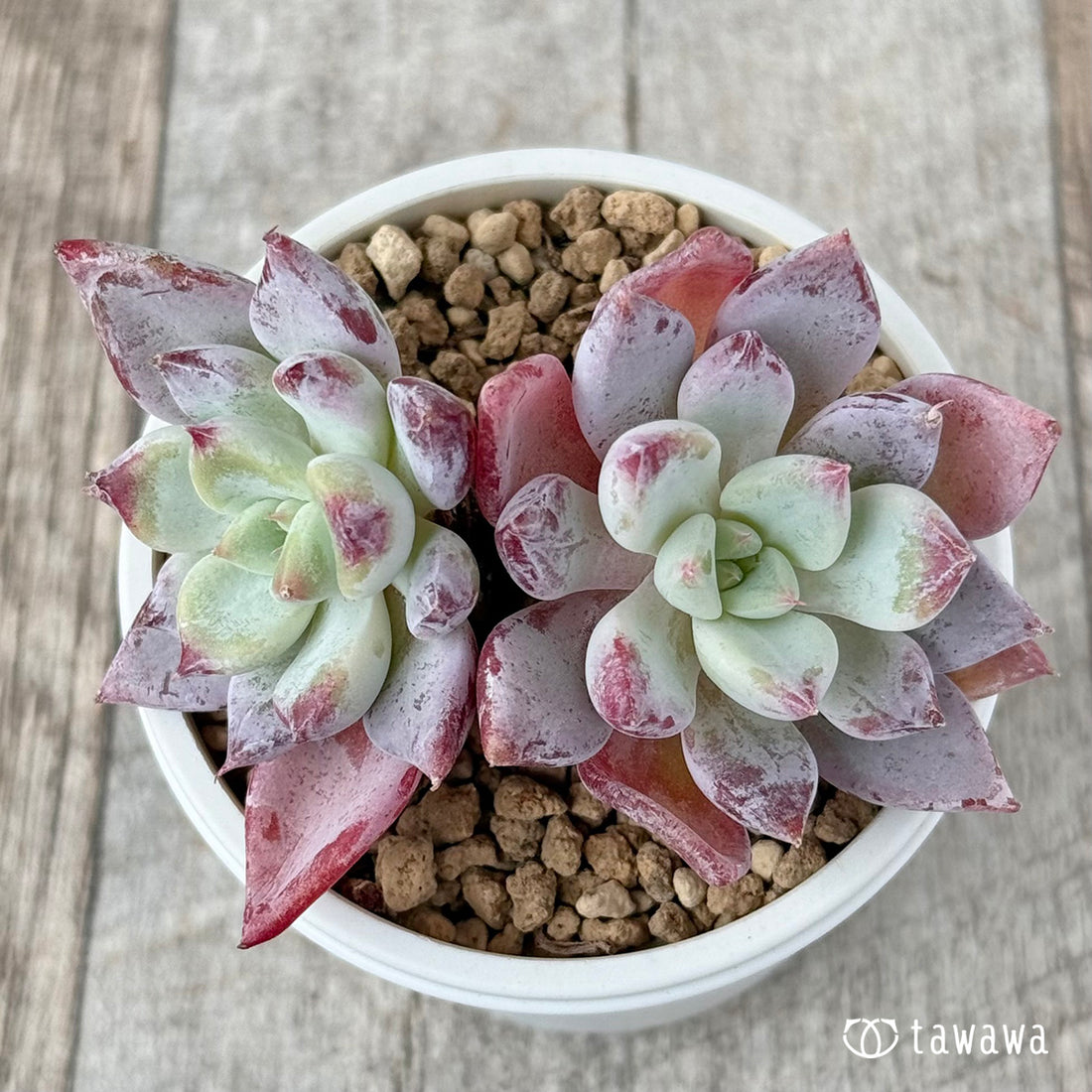 New Arrivals: Ice Green