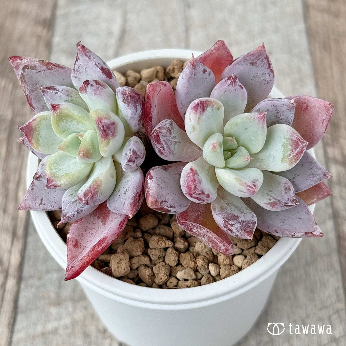 New Arrivals: Ice Green