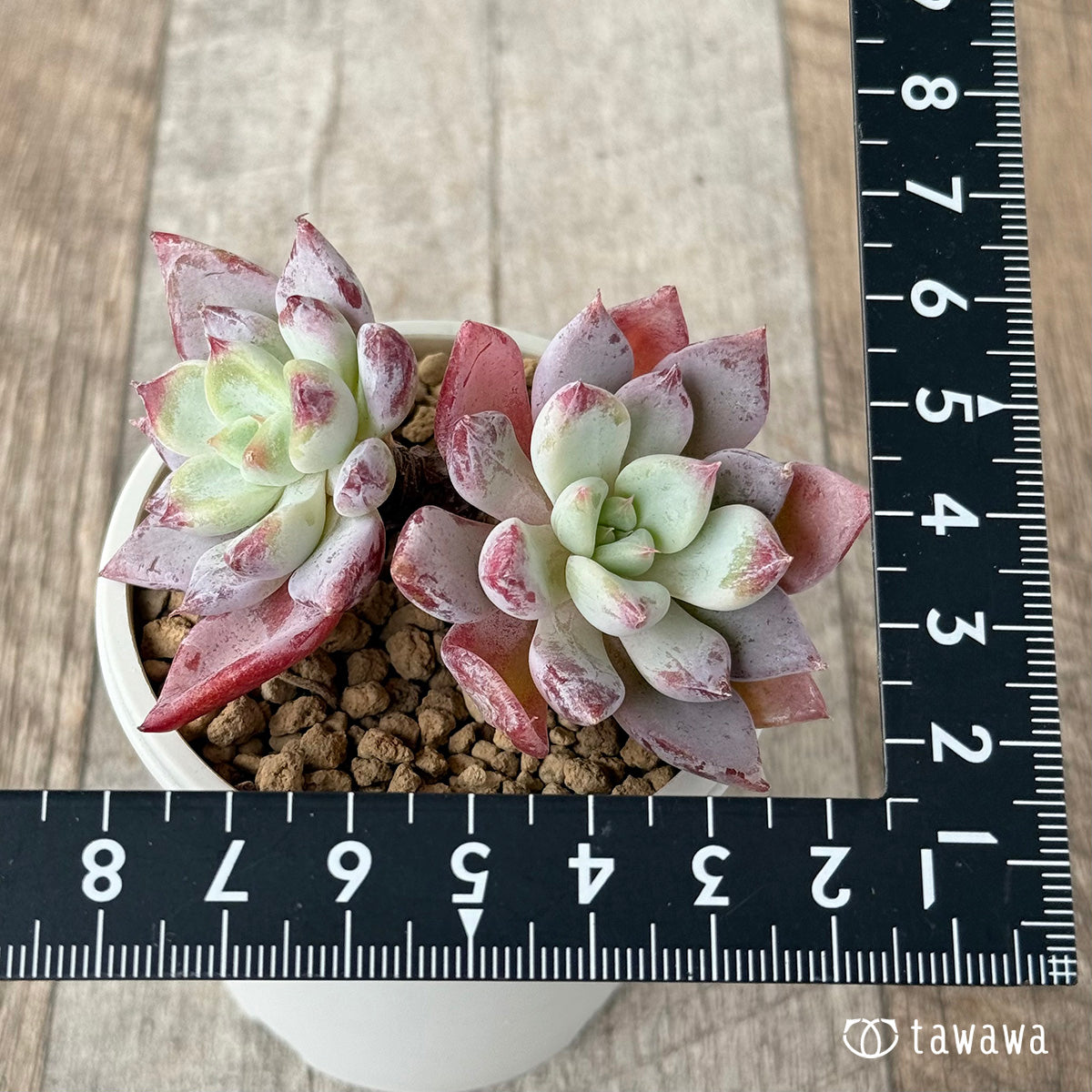 New Arrivals: Ice Green