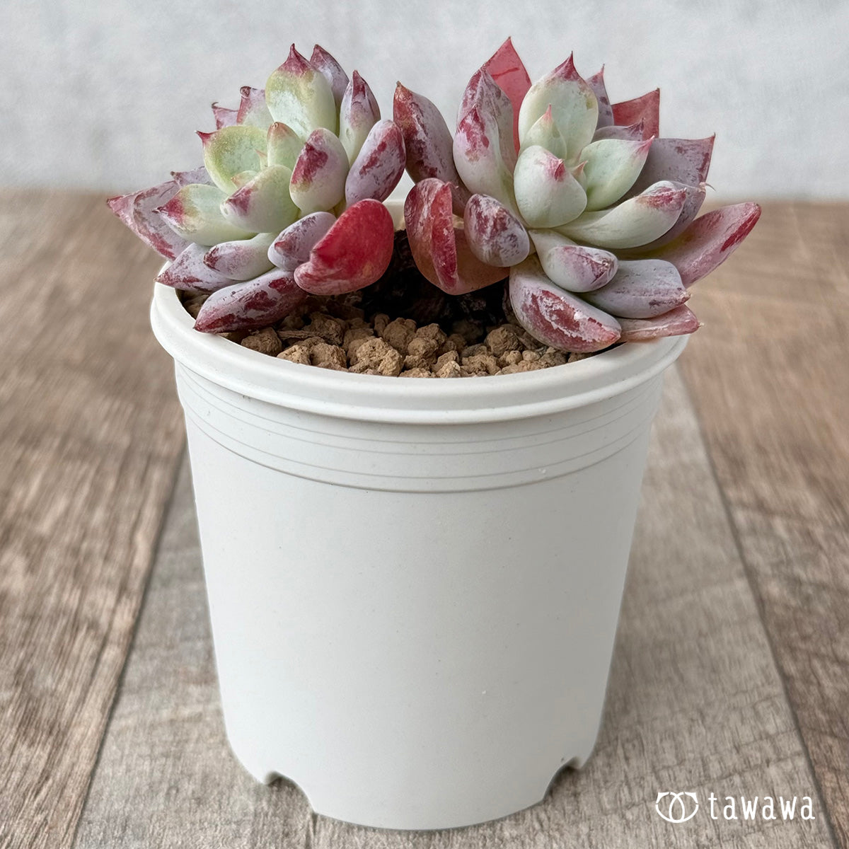 New Arrivals: Ice Green