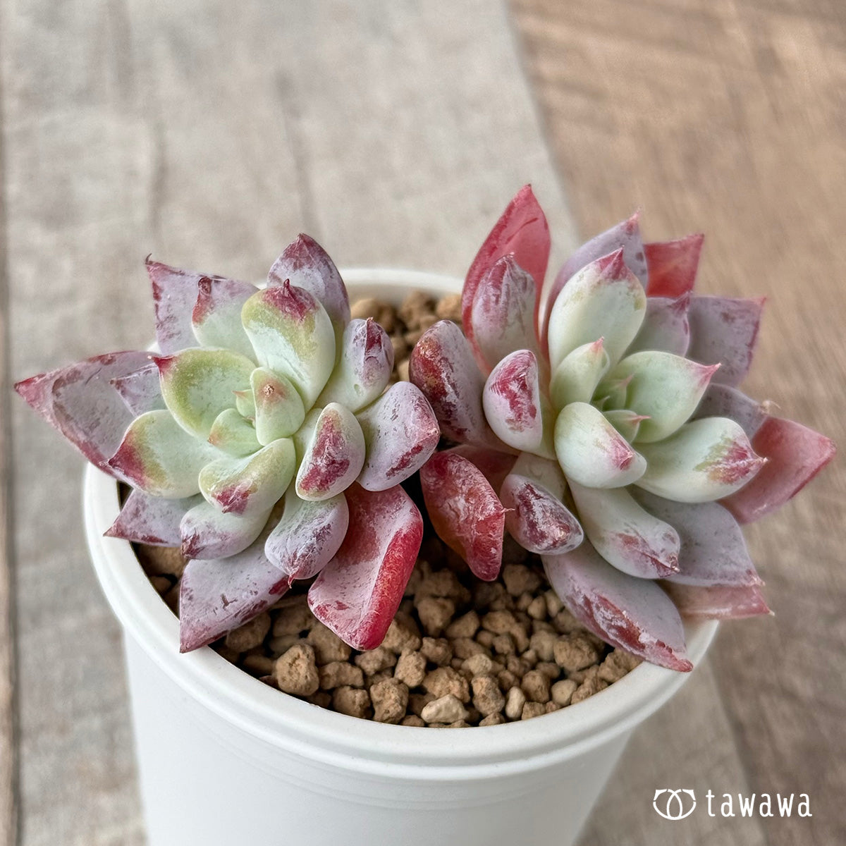 New Arrivals: Ice Green