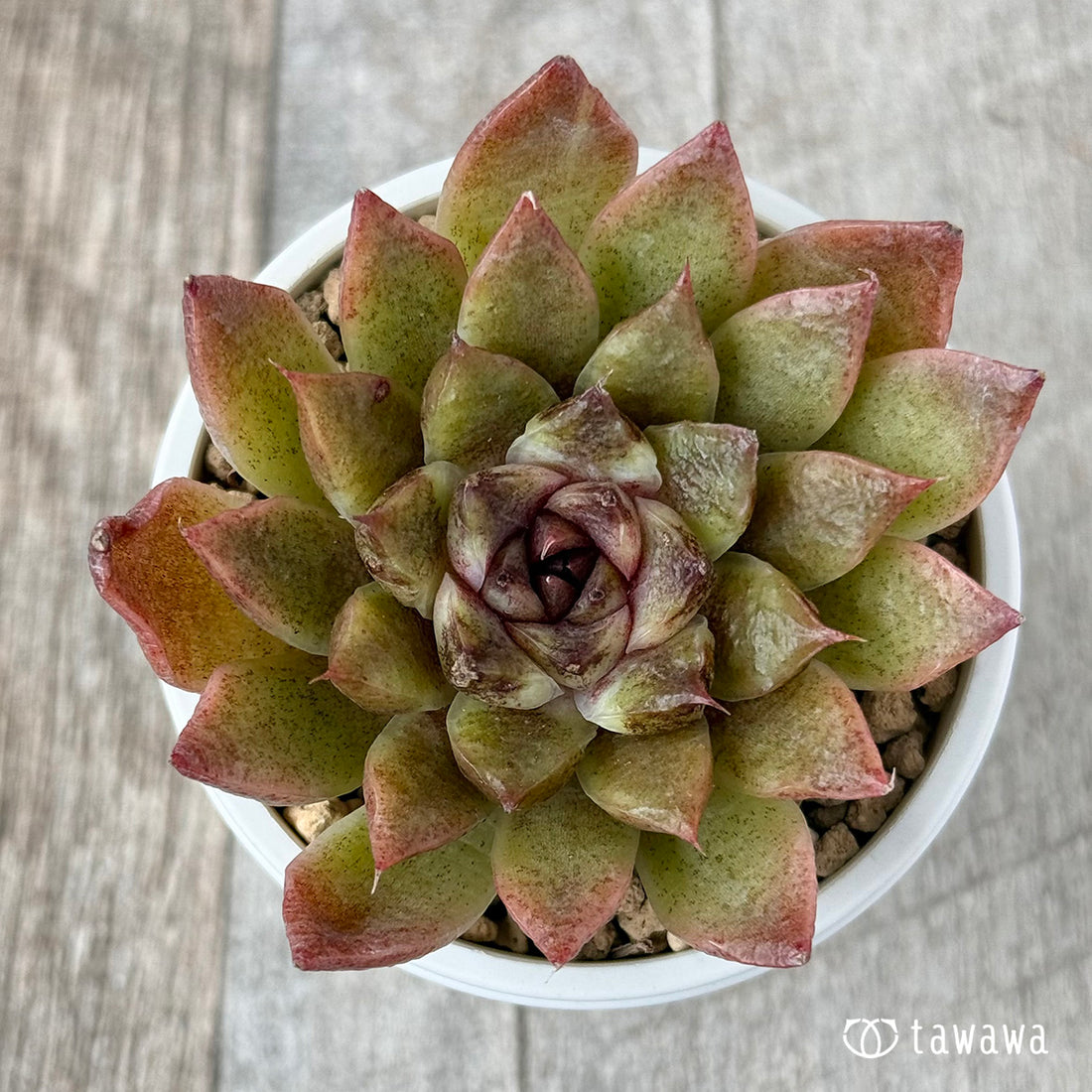 New Arrivals: Ice Green