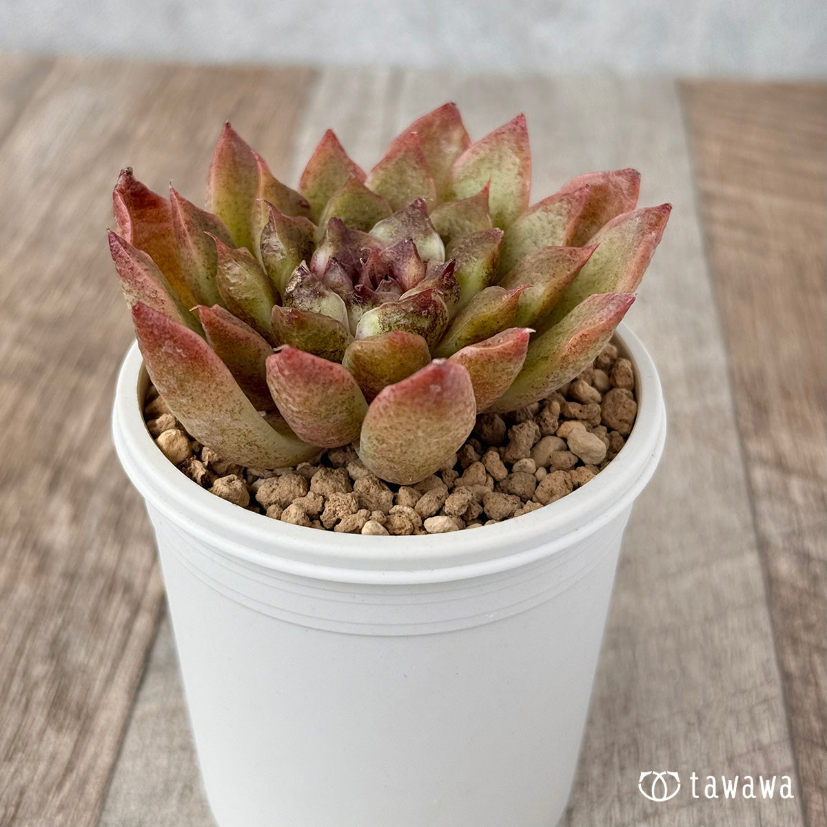 New Arrivals: Ice Green