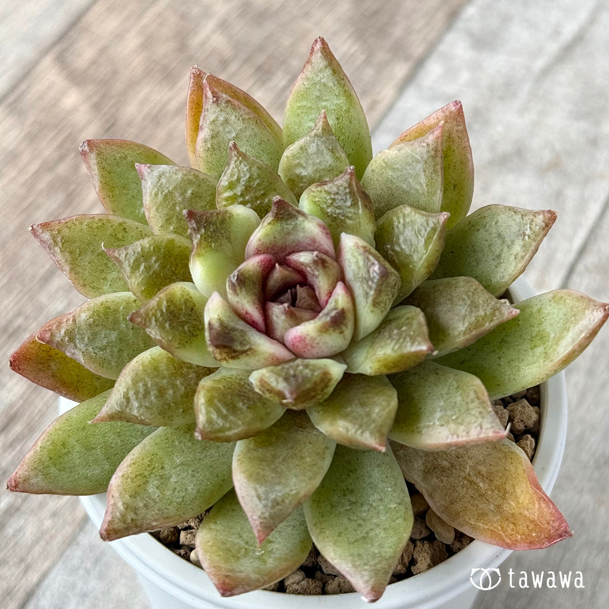 New Arrivals: Ice Green