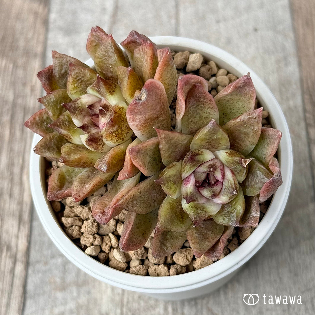 New Arrivals: Ice Green