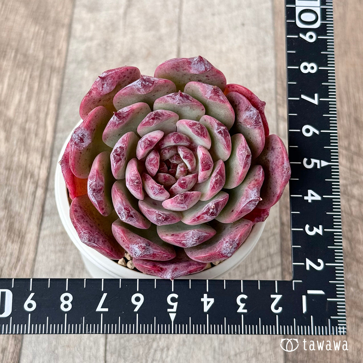 チェリーブロッサム 【6cmオーバー苗】(チャンヒー農園苗)