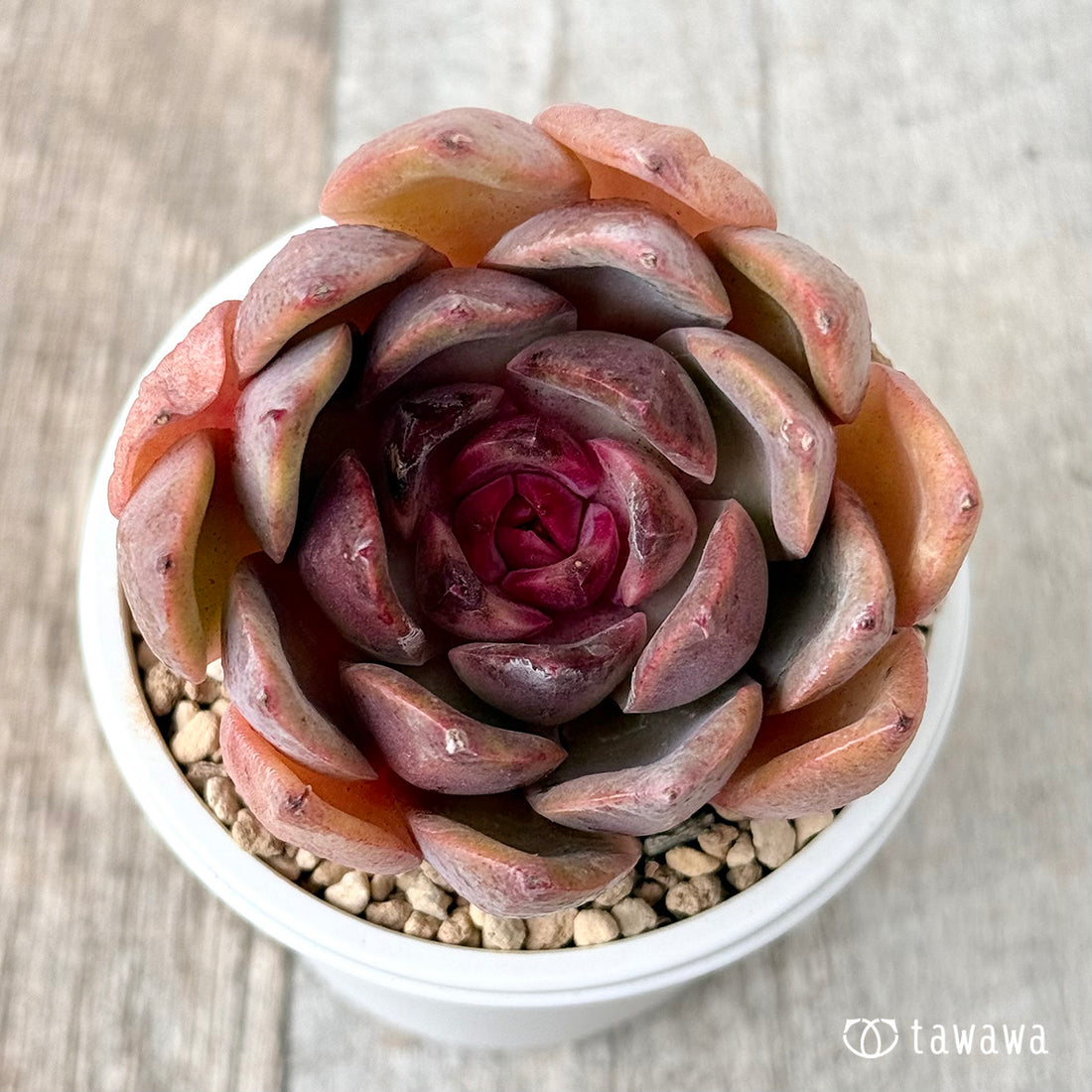 ピンクフォックス(チャンヒー農園苗)