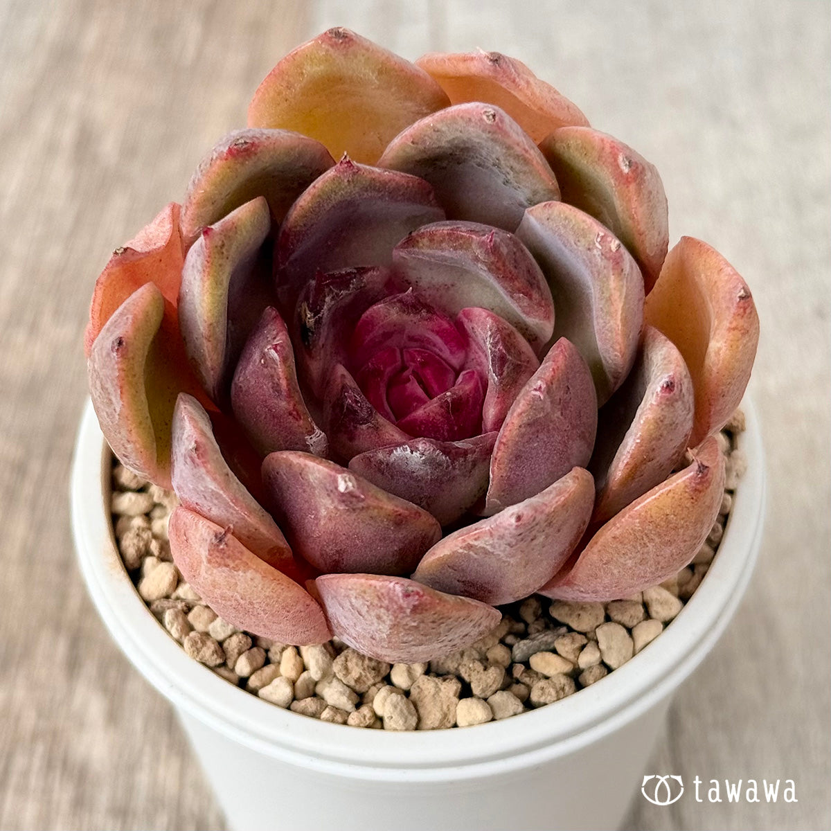 Pink Fox (Janghee Farm Seedling)