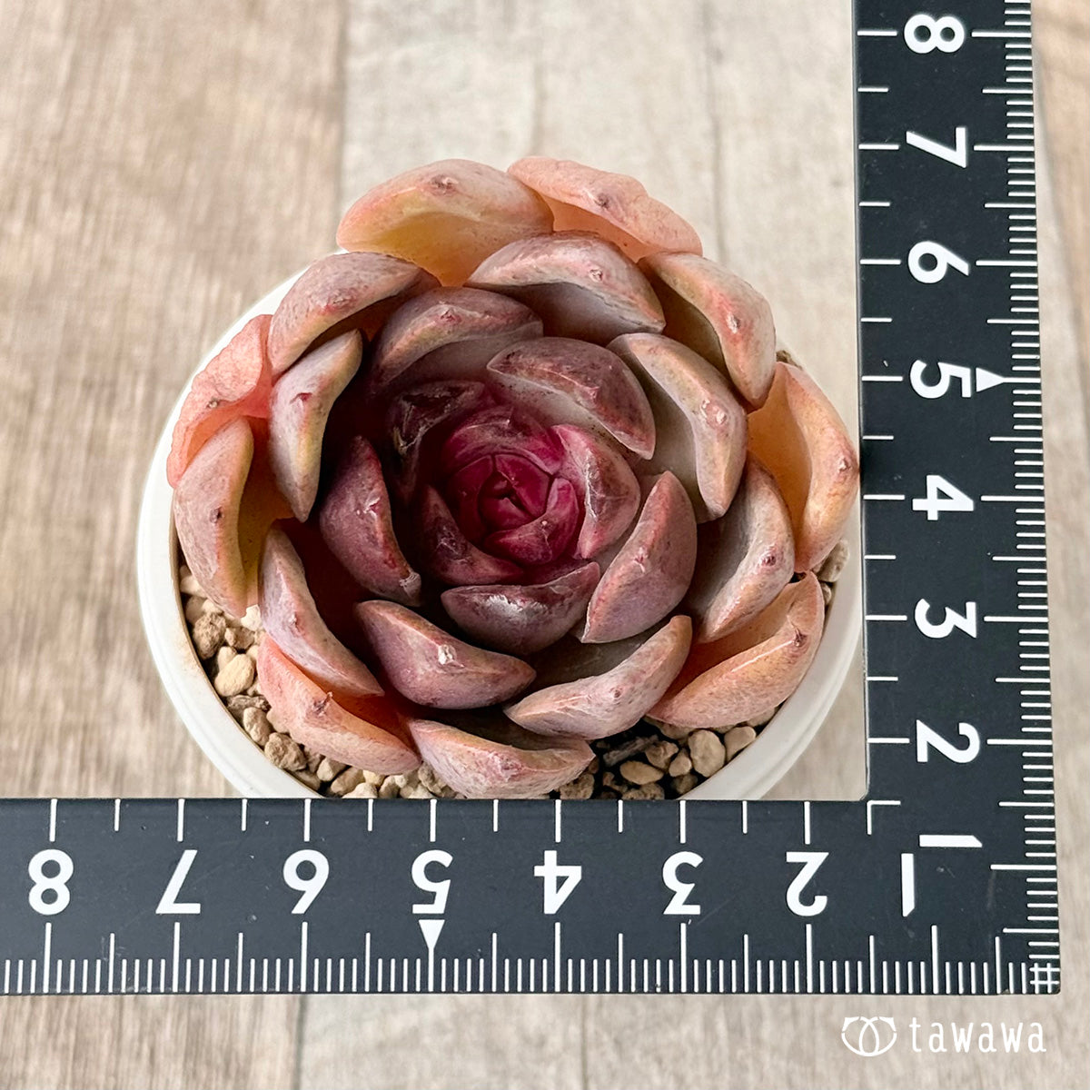 Pink Fox (Janghee Farm Seedling)