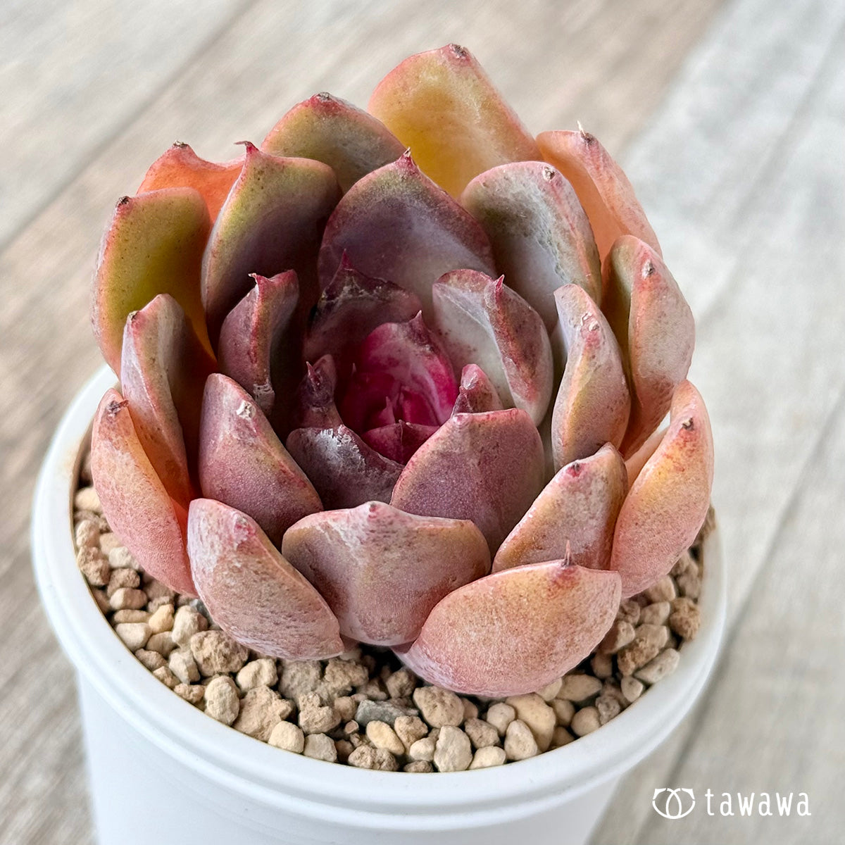 Pink Fox (Janghee Farm Seedling)