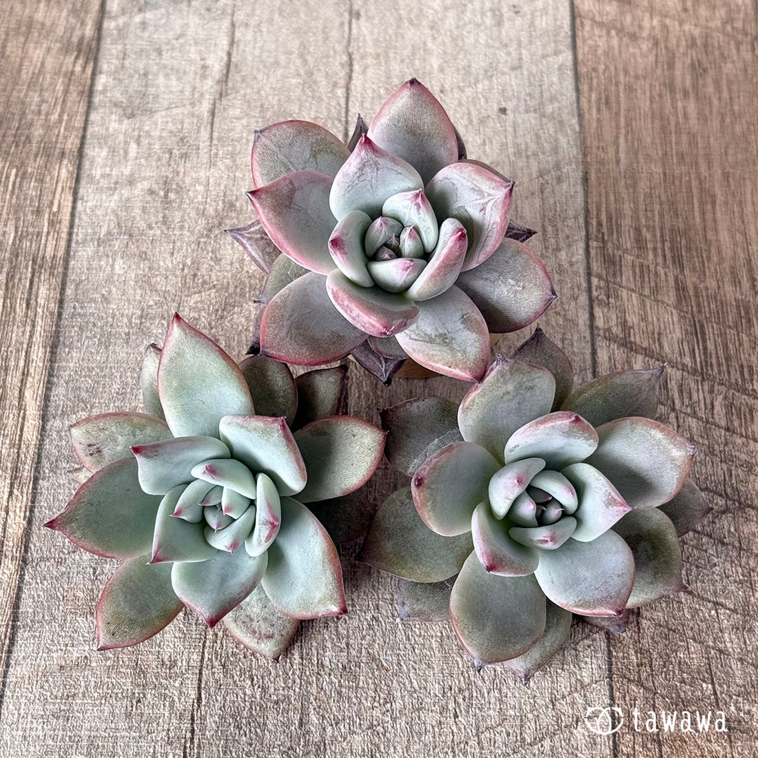 ブラックサバス【小サイズ】(エアーマジック農園苗)