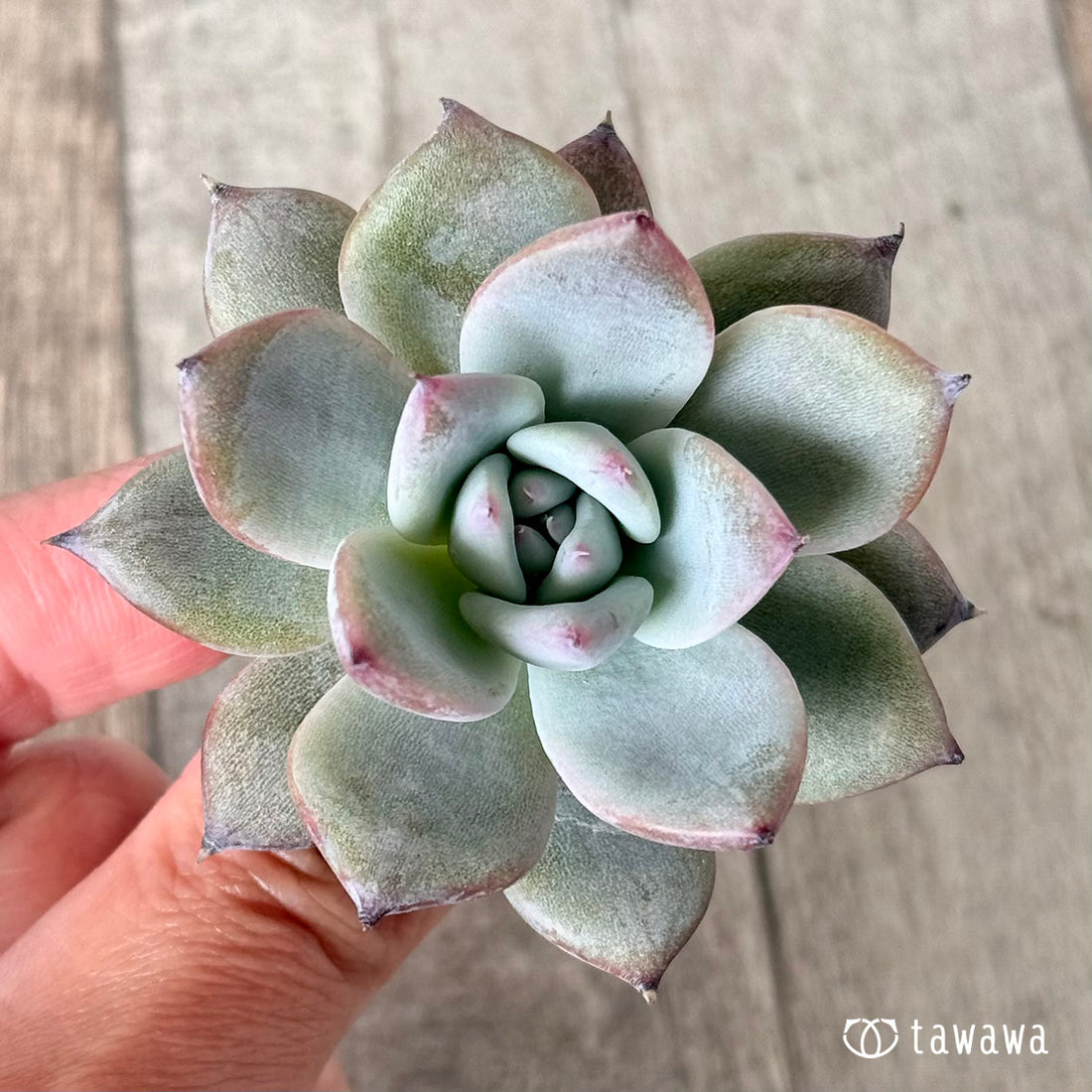 ブラックサバス【小サイズ】(エアーマジック農園苗)