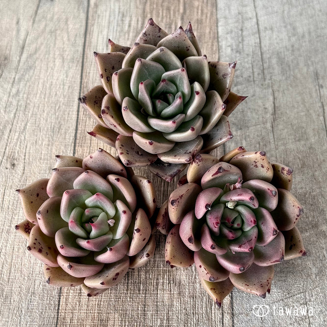 チャカ(エアーマジック農園苗)