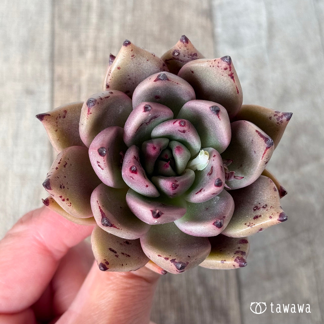 チャカ(エアーマジック農園苗)