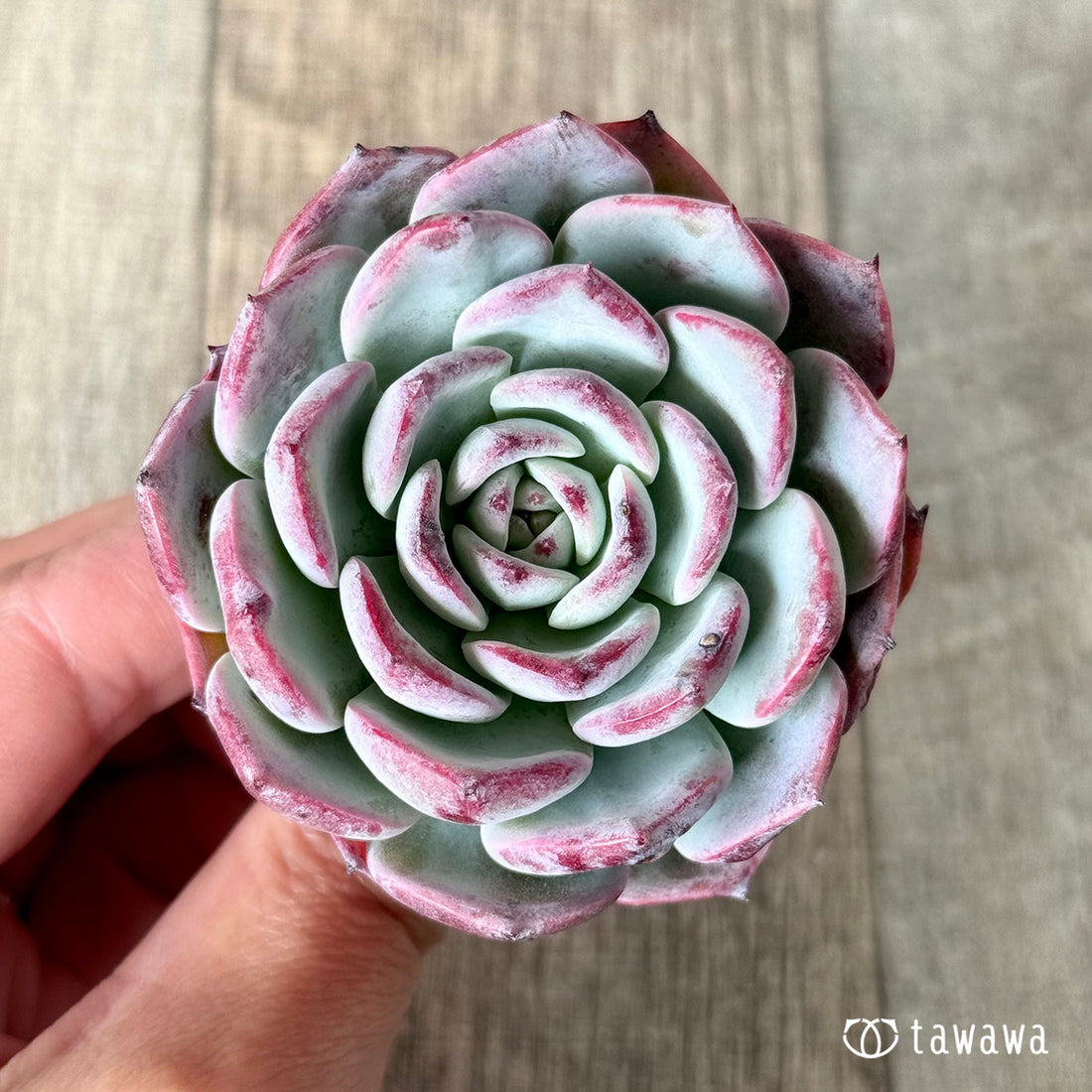 コールドブリュー (エアーマジック苗)