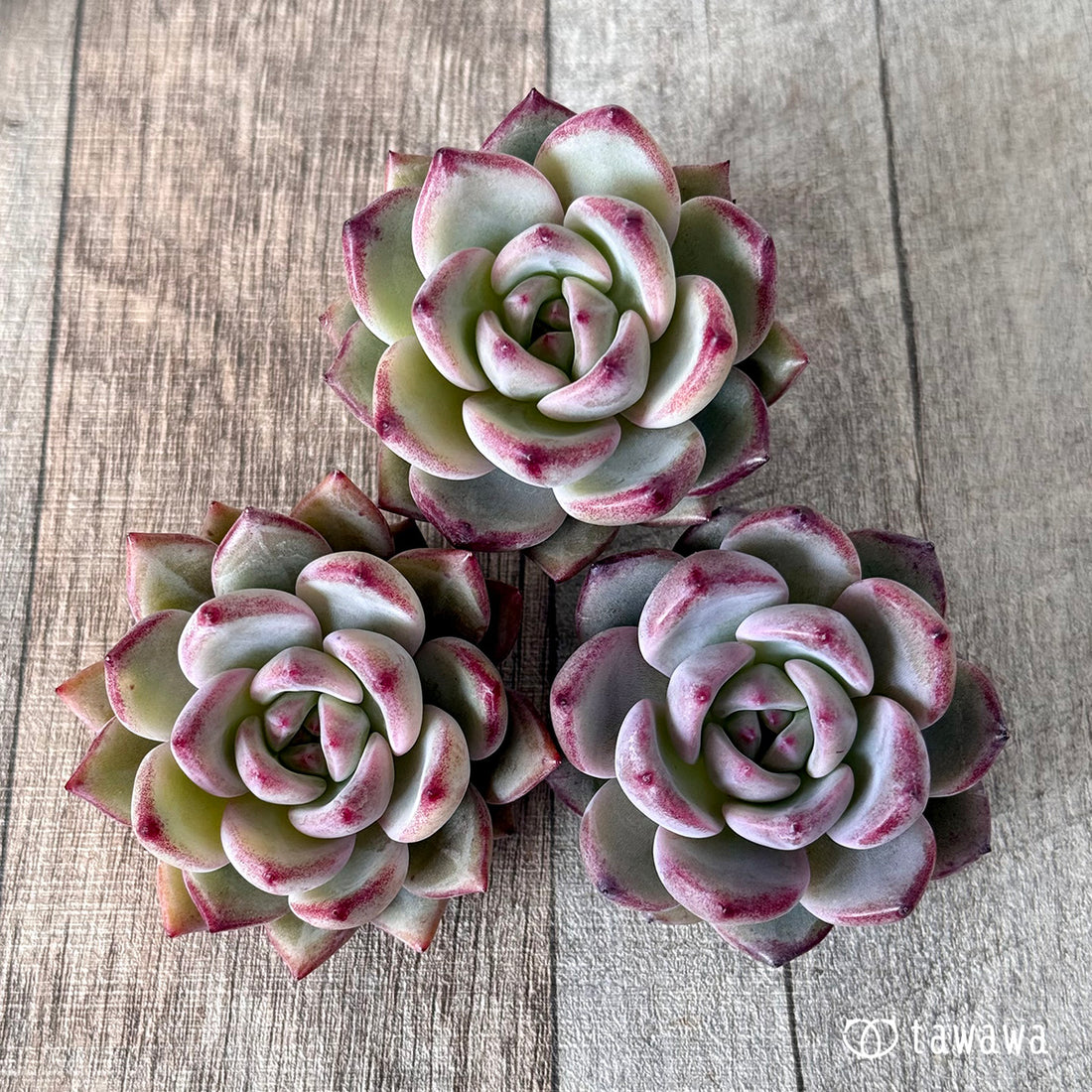 レッドソラ(エアーマジック農園苗)