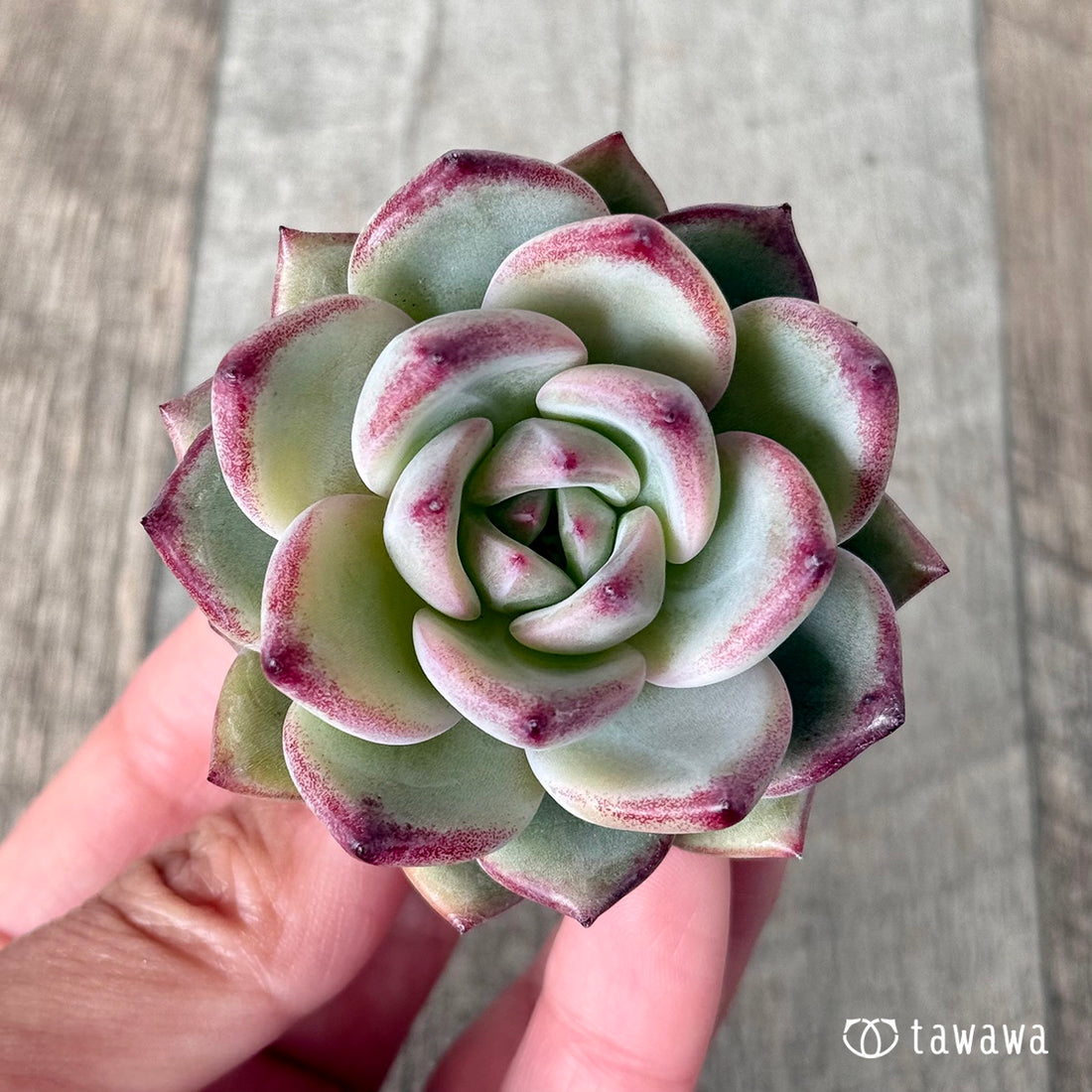 レッドソラ(エアーマジック農園苗)