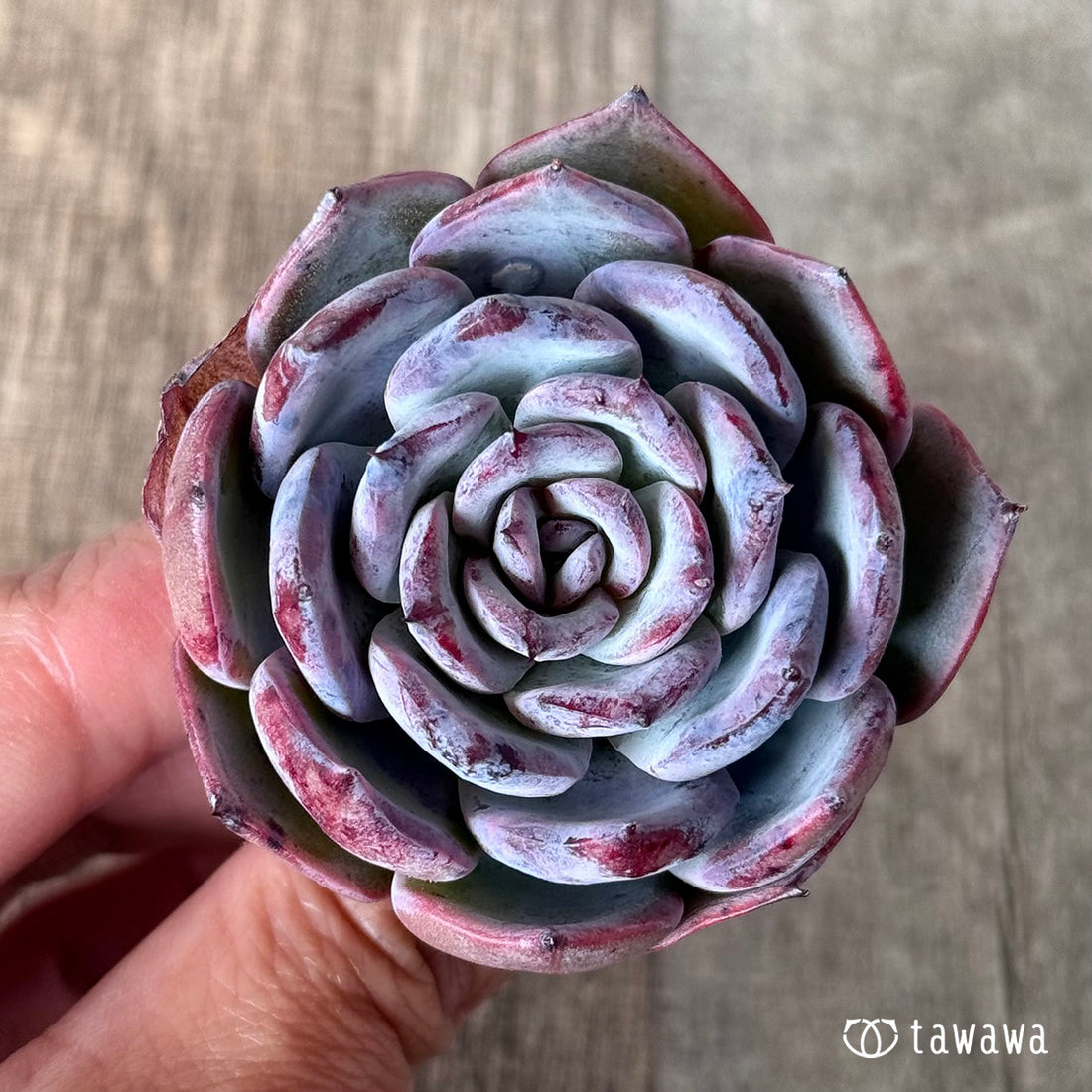 コールドピンク(エアーマジック苗)