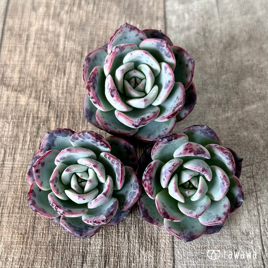 ホンルモン(エアーマジック農園苗)