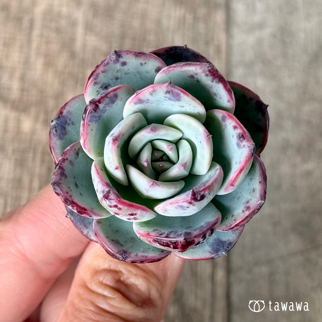 ホンルモン(エアーマジック農園苗)