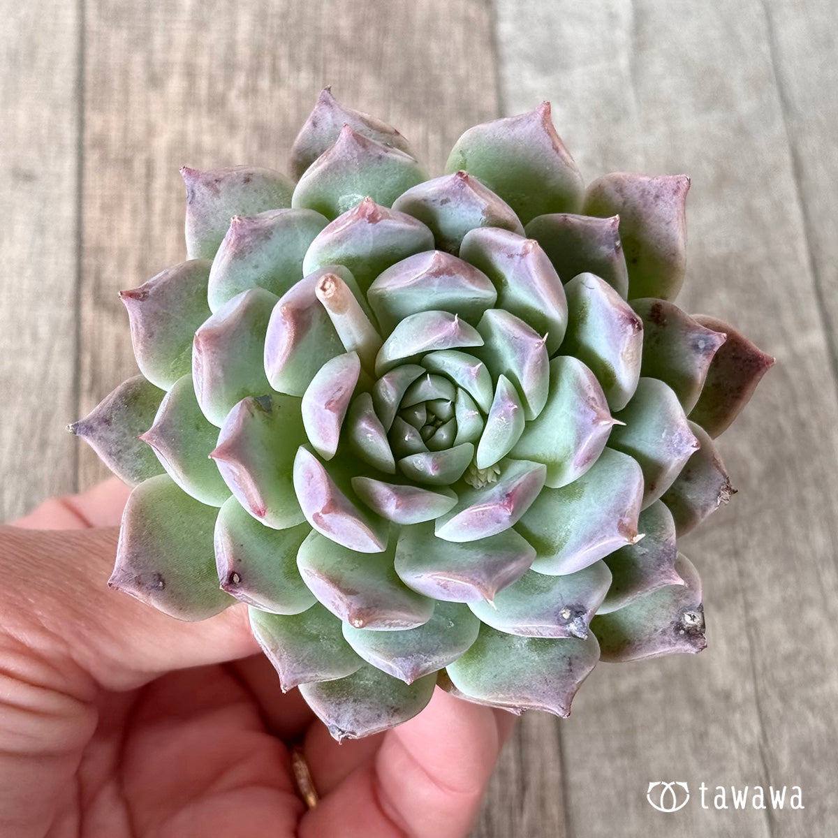 Sanko (Air Magic Nursery Seedlings)